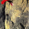 Parapanta UP-Sherpa 150-220kg 42,5 mp- profesionista pentru tandem