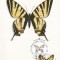 5707 - Carte maxima Rusia 1987 - fluturi