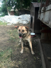 Caine lup metis. Crescut in curte, afectuos. Mananca la comanda. Nesterilizat. foto