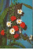 CPI (B8770) CARTE POSTALA - ARANJAMENT FLORAL. GAROAFE, CRIZANTEME, Necirculata, Fotografie