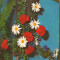 CPI (B8770) CARTE POSTALA - ARANJAMENT FLORAL. GAROAFE, CRIZANTEME