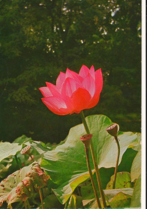 CPI (B8769) CARTE POSTALA - NUFAR