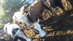 Vaci, tauri si vi?ei foto