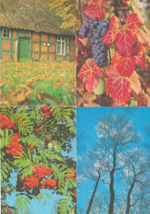 Natura - 4 carti postale straine necirculate foto
