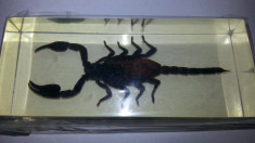 scorpion in rasina foto