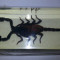 scorpion in rasina