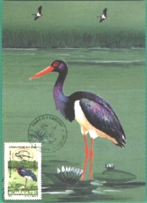 ROMANIA 1999 - REZERVATIA DELTA DUNARII. BARZA NEAGRA, Maxima - PRIMA ZI, FD69 foto