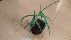 Planta Aloe Vera de 4 ANI decor medicina tratament sanatate viata buna foto