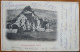 Cumpara ieftin Tigani din Hertegovina , circulatie austro - ungara , 1910 , Ragusa - Arad
