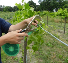 Aparat de legat vita de vie rosii plante Cleste palisat via cu banda foto