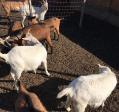 Vand iedute din rasa Saanen si Alpina Franceza cu pedigree foto