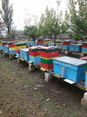Vand 28 familii albine cu stup vertical foto