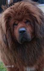 Pui Mastiff Tibetan foto