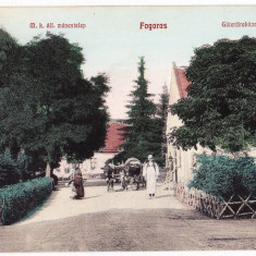 Fagaras Fogaras herghelia de stat CP circulata 1907