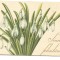 @carte postala(ilustrata)-Felicitare liliput-Sincere felicitari