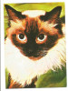 @carte postala(ilustrata)-Felicitare liliput-Pisici, Necirculata, Printata