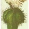 @carte postala(ilustrata)-Felicitare liliput-Cactus