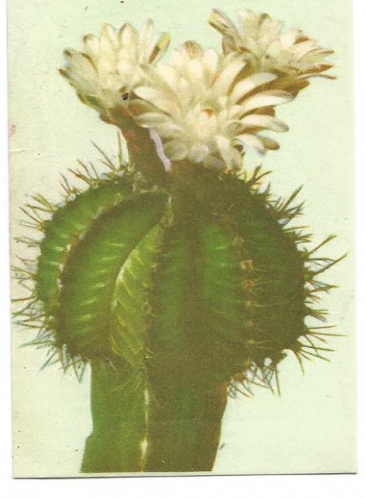 @carte postala(ilustrata)-Felicitare liliput-Cactus