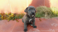 Cane corso gri foto