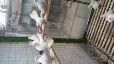 Porumbei siberieni maturi reproducatori foto