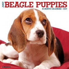 Just Beagle Puppies foto