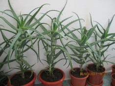 Vand Aloe Vera Bio Plante .Pret minim 10 lei foto