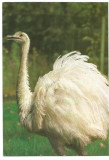 @carte postala(ilustrata)-BUCURESTI-Gradina zoologica -Strut nandu alb, Necirculata, Printata
