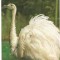 @carte postala(ilustrata)-BUCURESTI-Gradina zoologica -Strut nandu alb