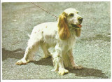 @carte postala(ilustrata)-CAINI-Coker Spaniel, Necirculata, Printata