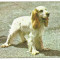 @carte postala(ilustrata)-CAINI-Coker Spaniel