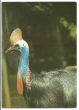 @carte postala(ilustrata)-BUCURESTI-Gradina zoologica -Casuar