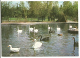 @carte postala(ilustrata)-BUCURESTI-Gradina zoologica -Lacul lebedelor, Necirculata, Printata