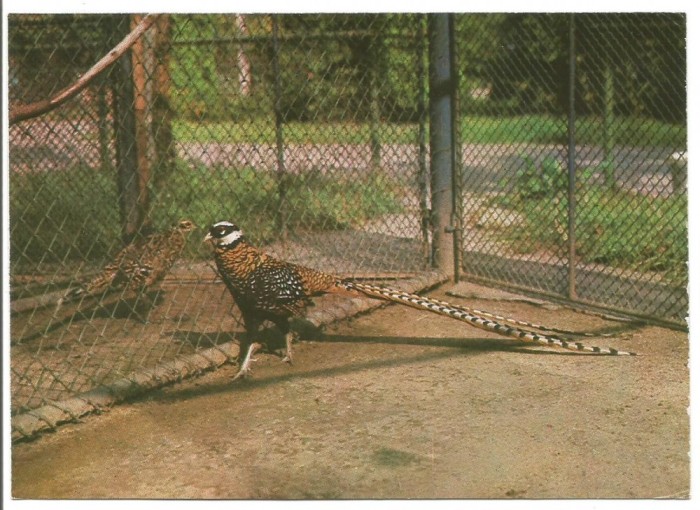 @carte postala(ilustrata)-BUCURESTI-Gradina zoologica -Fazan regal