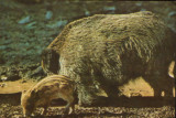 Romania - CP necirc - Animale salbatice - Mistretul, Necirculata, Fotografie