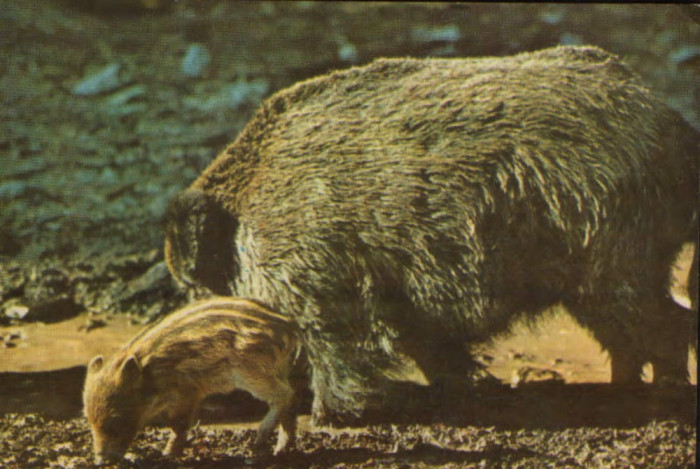 Romania - CP necirc - Animale salbatice - Mistretul