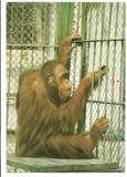 @carte postala(ilustrata)-BUCURESTI-Gradina zoologica -Orangutan, Necirculata, Printata