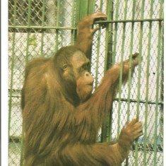 @carte postala(ilustrata)-BUCURESTI-Gradina zoologica -Orangutan