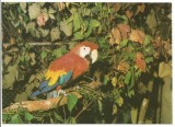 @carte postala(ilustrata)-BUCURESTI-Gradina zoologica -Papagal Ara