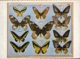 Romania - CP necirc - Muzeul Gr.Antipa - Fluturi malaezi, Necirculata, Fotografie