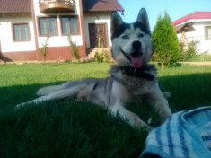 Vand mascul Husky Siberian rasa pura cu ochii albastri foto