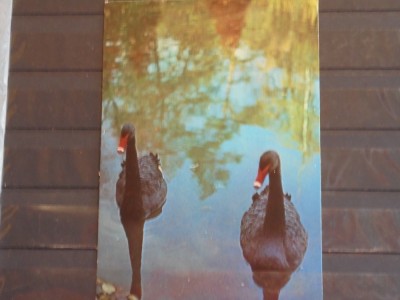 PASARI - LEBEDE NEGRE PE LAC - NECIRCULATA . foto