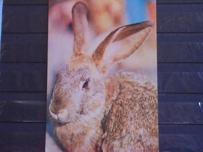 ANIMALE - CAP DE IEPURE - NECIRCULATA .