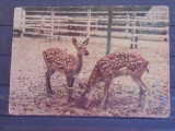 ANIMALE - CAPRIOARE ( CERVUS NIPPON )- SCRISA ., Circulata, Rusia, Fotografie