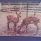 ANIMALE - CAPRIOARE ( CERVUS NIPPON )- SCRISA .