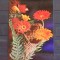 FLORI - GERBERA - NECIRCULATA .