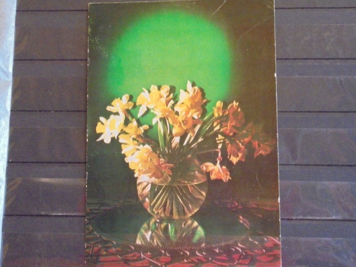 FLORI - NARCISE - CIRCULATA .