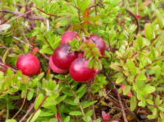 Vaccinium macrocarpon Mc Farlin ? merisor, afin rosu foto