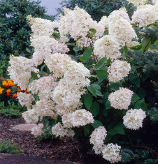 Hydrangea paniculata Grandiflora ? hortensia alba foto