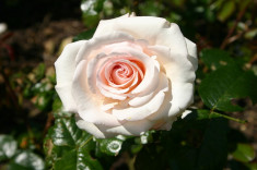 The Soham Rose by Harkness an 2 foto