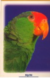 CPI (B8283) CARTE POST - PAPAGAL, PASARE. MY PET, LIZZY CARD